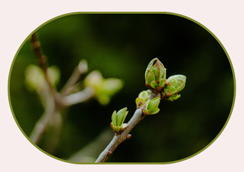 Les bases de la gemmothérapie